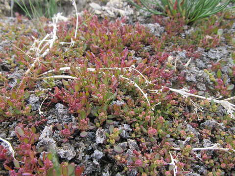 Oxybasis rubra var. humilis (Hook.) Mosyakin的圖片