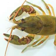 صورة Cambarus acuminatus Faxon 1884