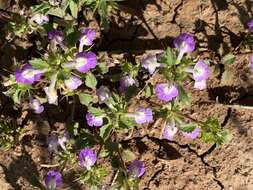 Image of San Diego thorn-mint