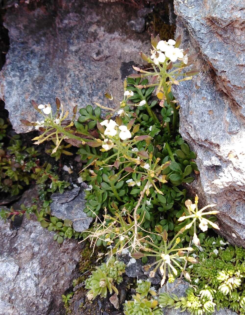 Image of alpine hutchinsia