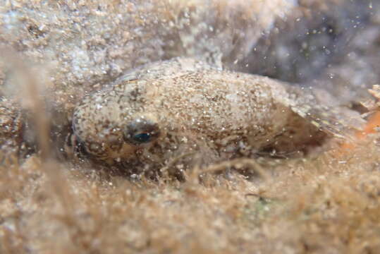 Image of Frayedfin goby