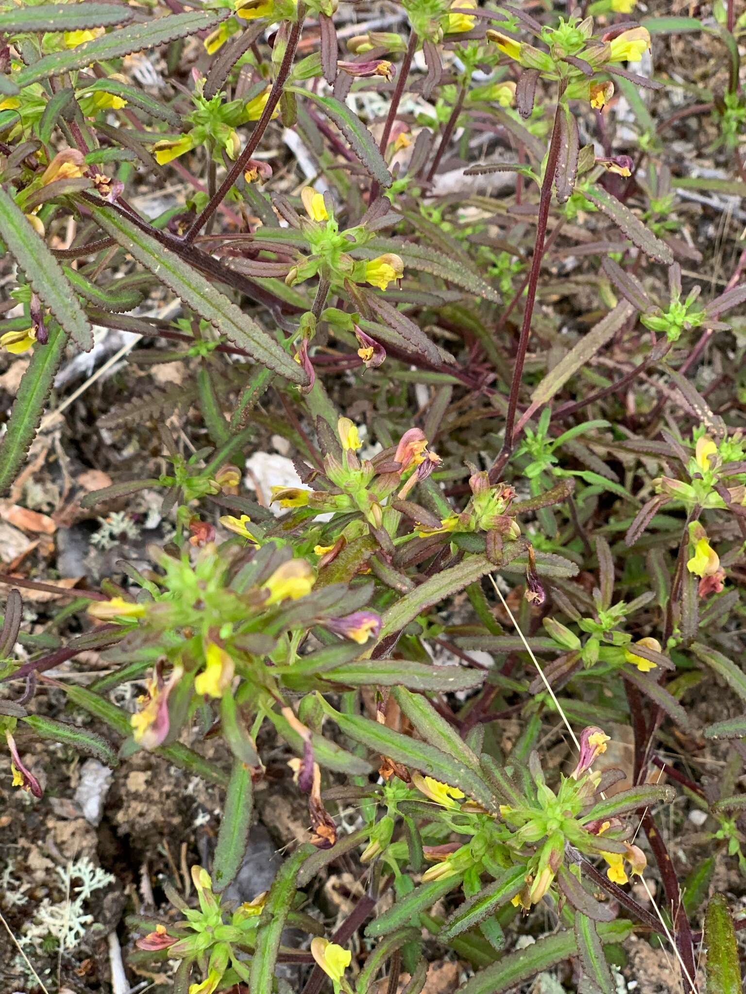 Image of Pedicularis labradorica var. labradorica