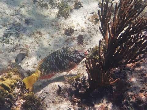 Image of Yellowtail parrotfish