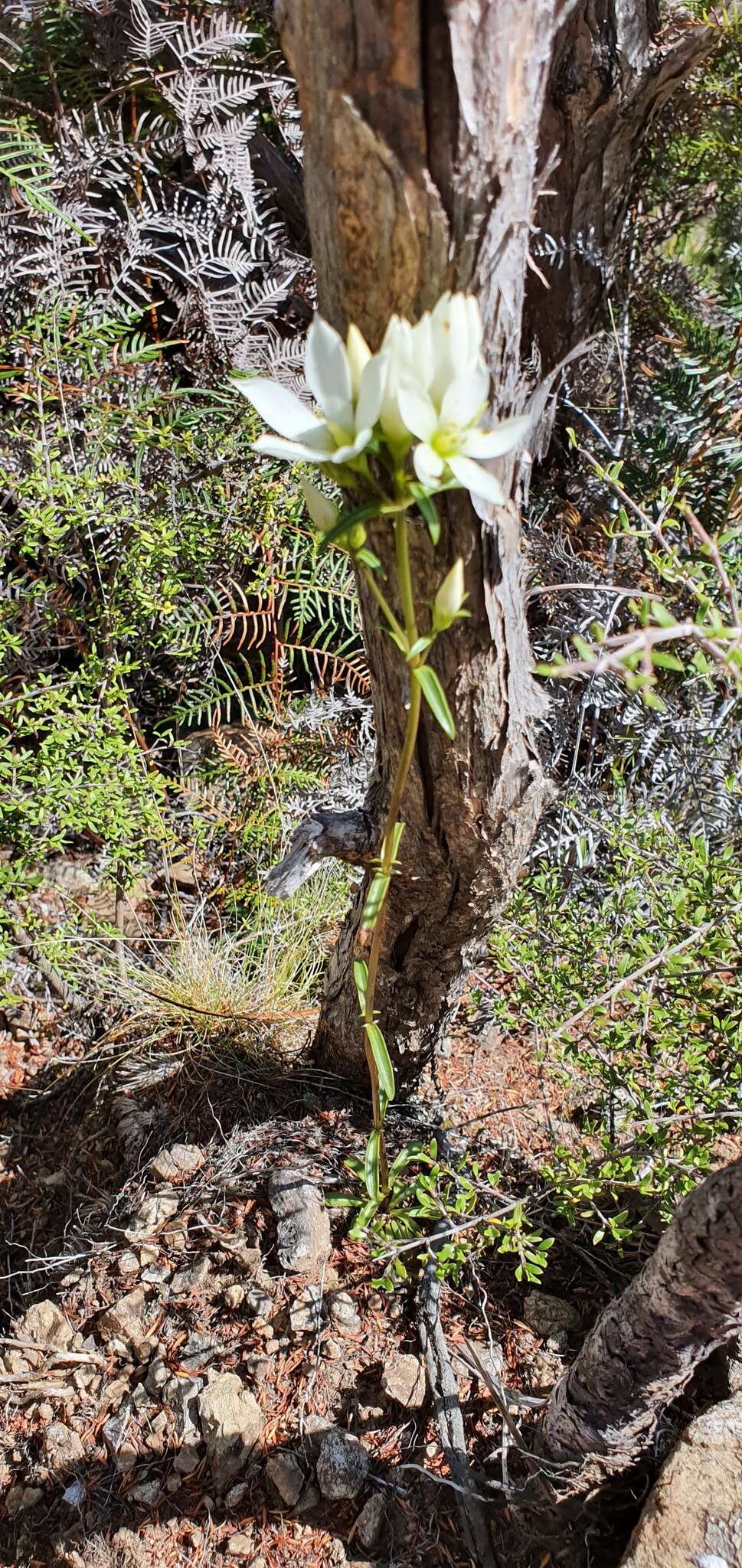 Image of Gentianella stellata Glenny