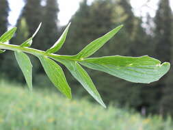 Image of Valeriana dubia Bunge