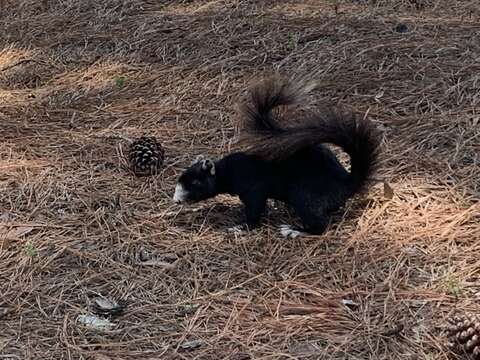 Image of Sciurus niger niger Linnaeus 1758