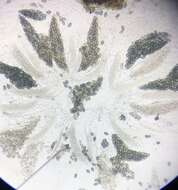 Image of Podospora collapsa (Griffiths) Cain 1962