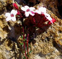 Image of Adenandra mundiifolia Eckl. & Zeyh.