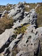 Image of Erica banksia subsp. banksia