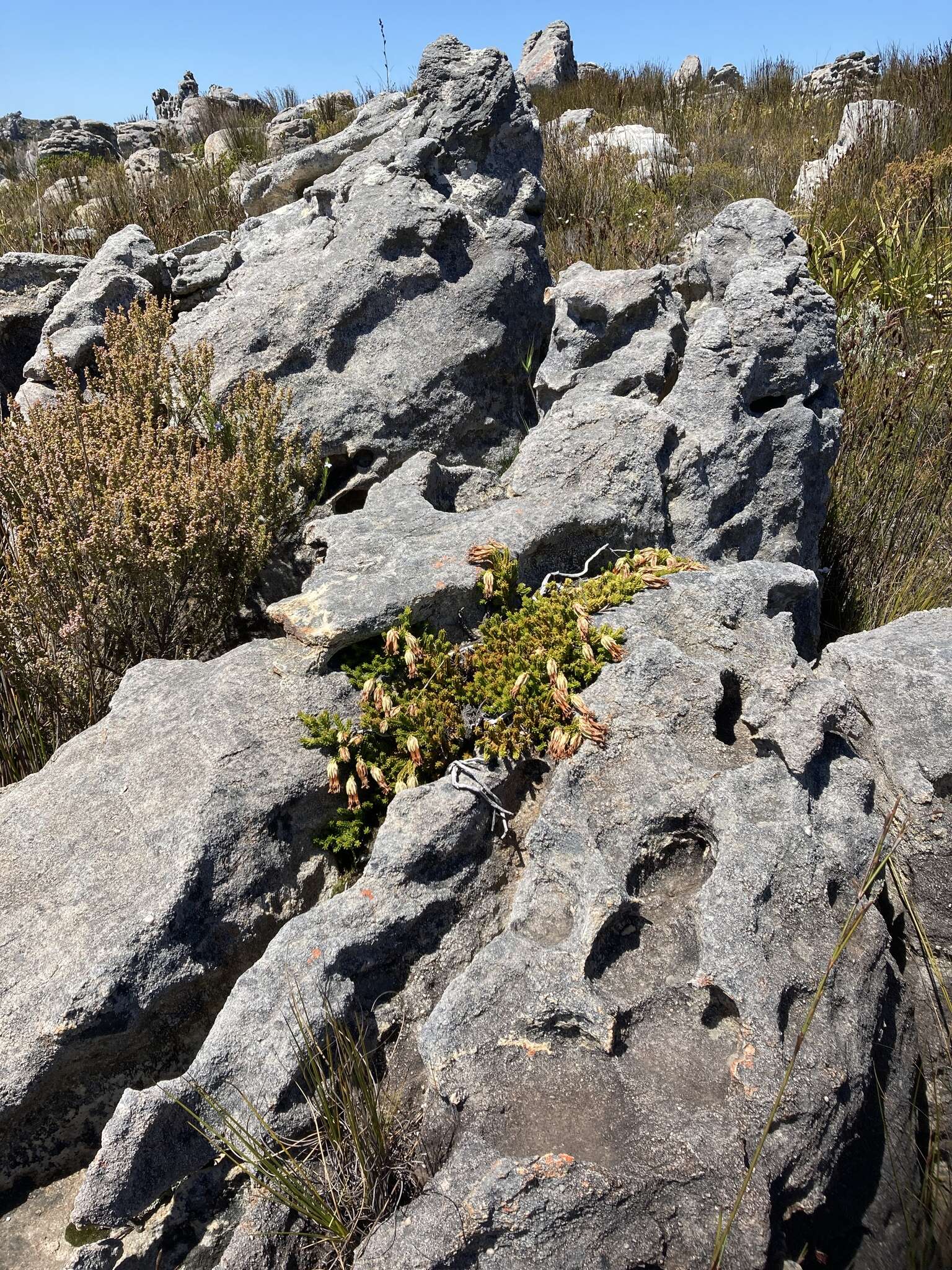 Image of Erica banksia subsp. banksia