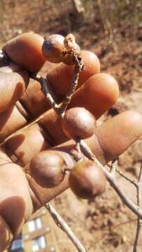 Image of Commiphora marchandii Engl.