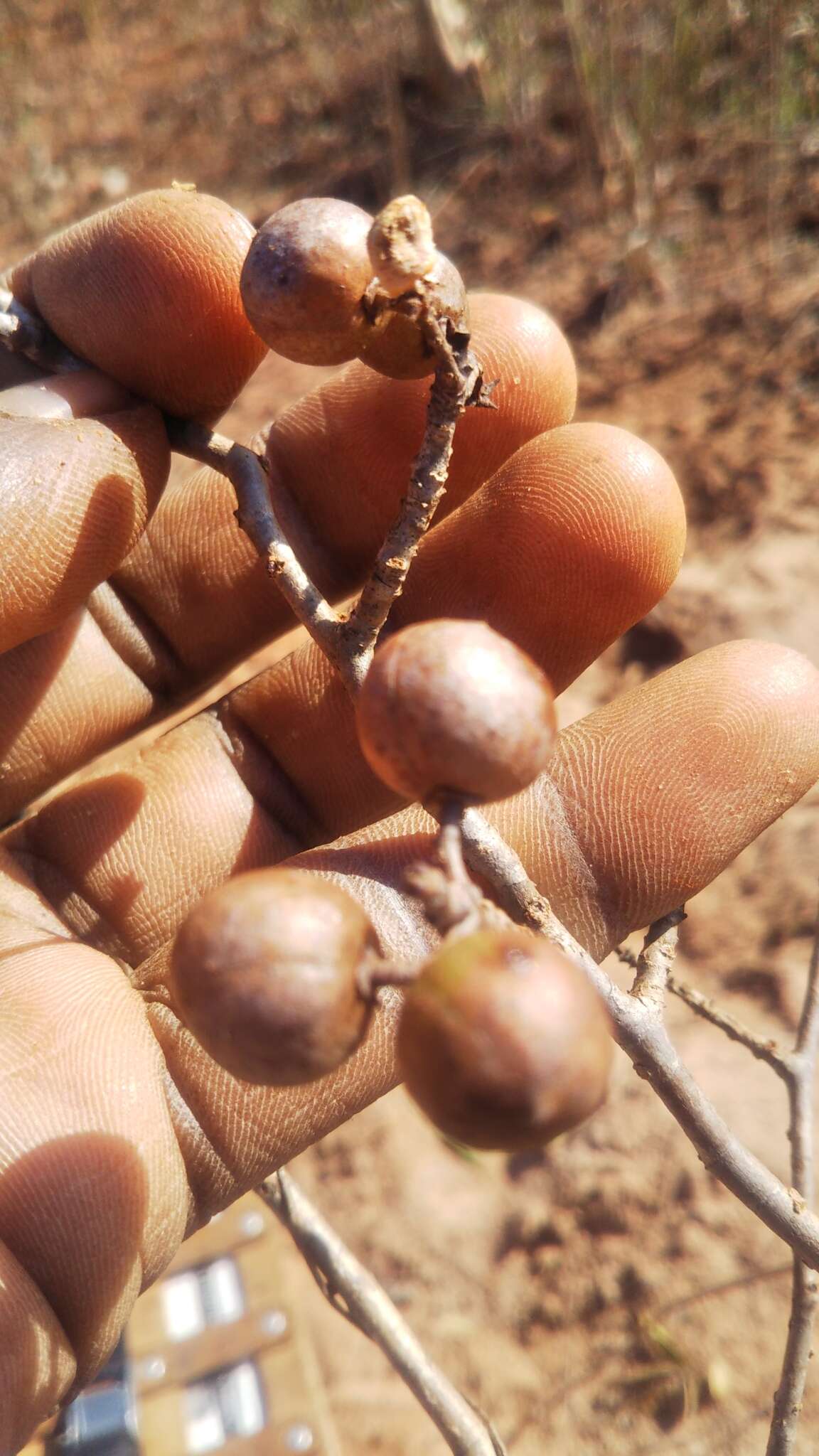 Imagem de Commiphora marchandii Engl.