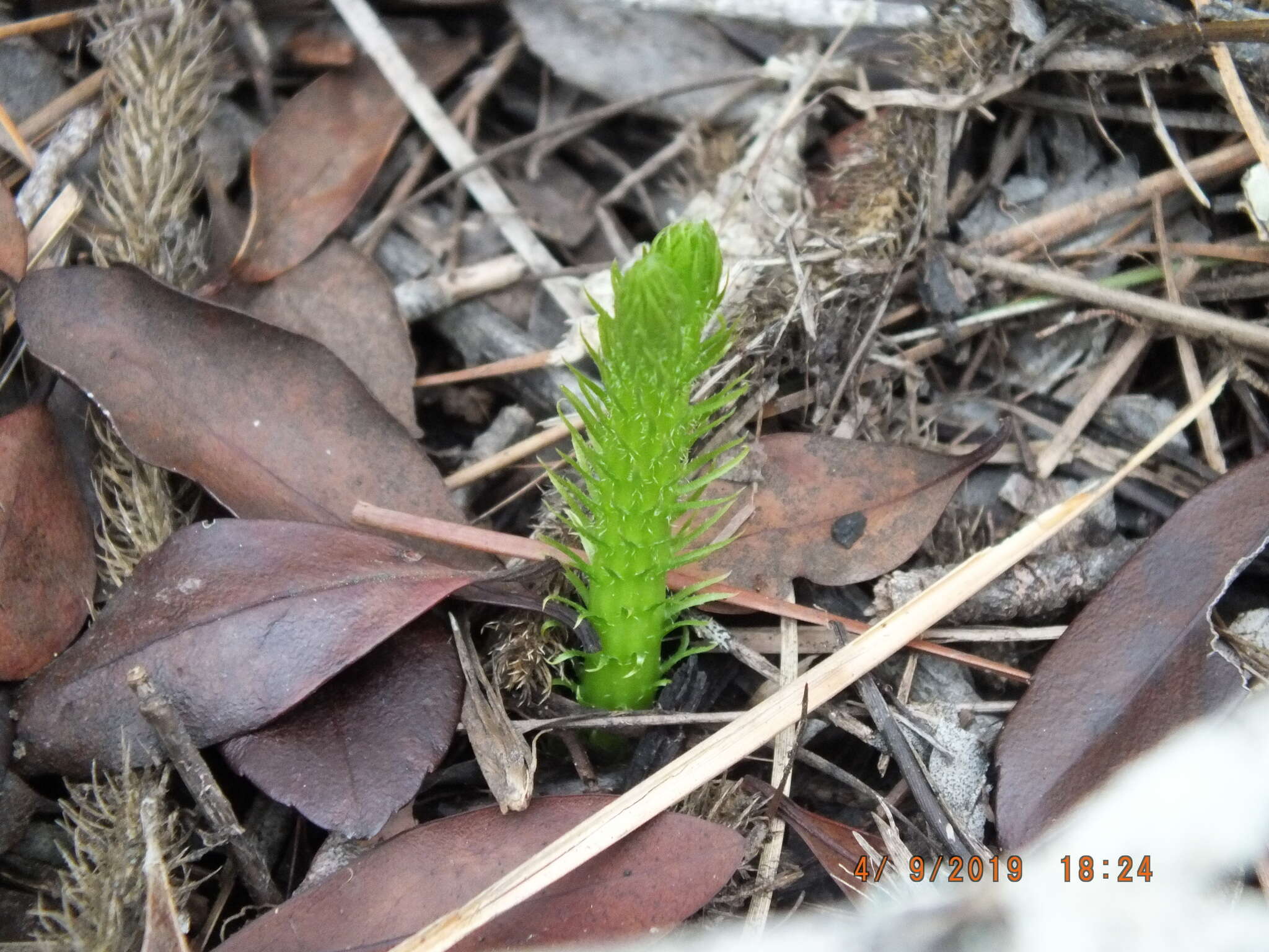 Image of foxtail clubmoss
