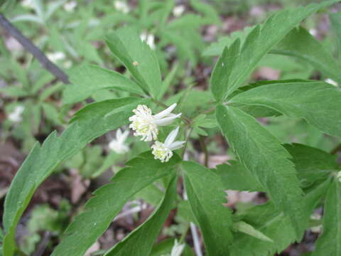 Image of Anemone reflexa Steph. & Willd.