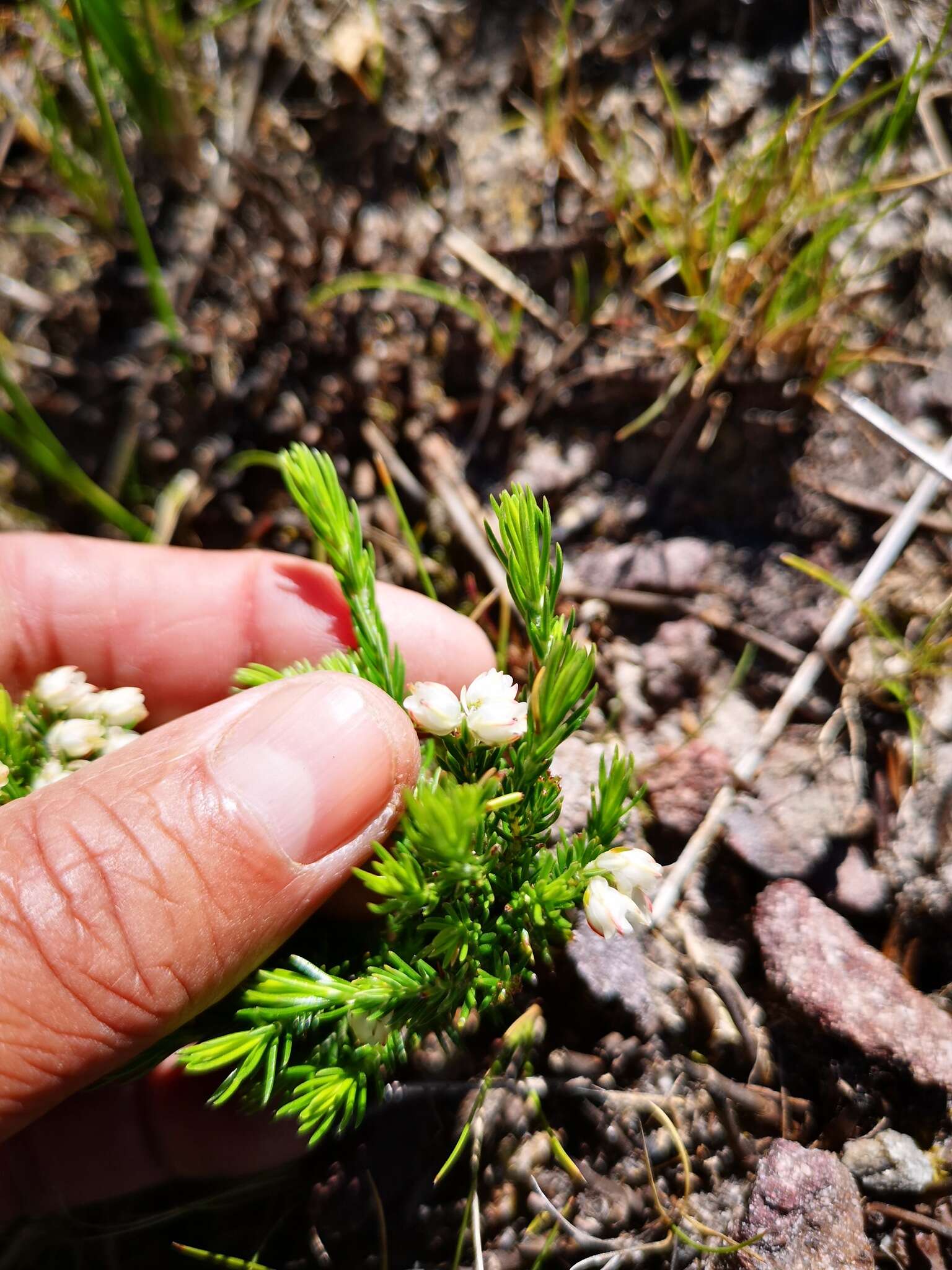 Image of Erica triflora L.