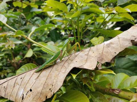 Image of Giant Malaysian Shield Mantis