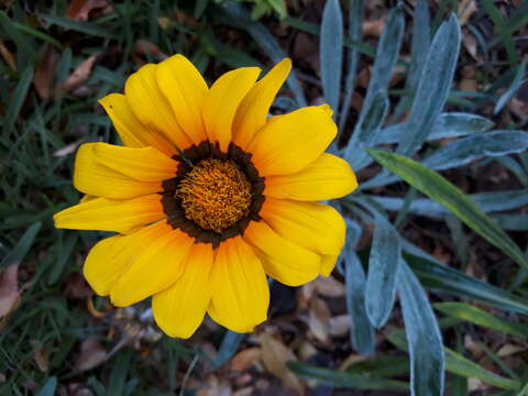 Image of treasure-flower