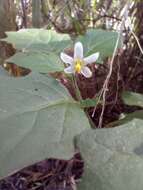 Image of Solanum retroflexum Dun.