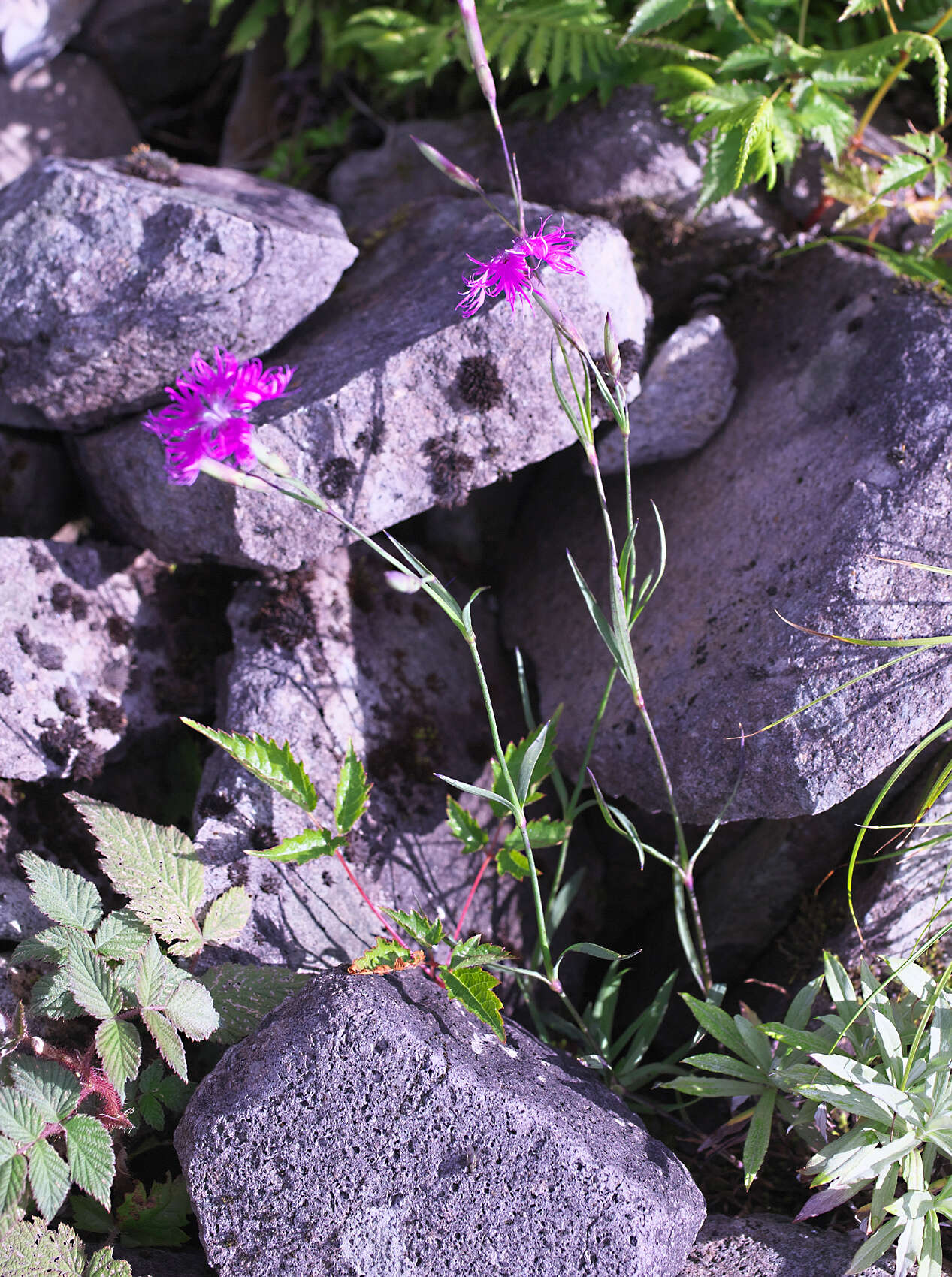 Image of Dianthus superbus subsp. superbus