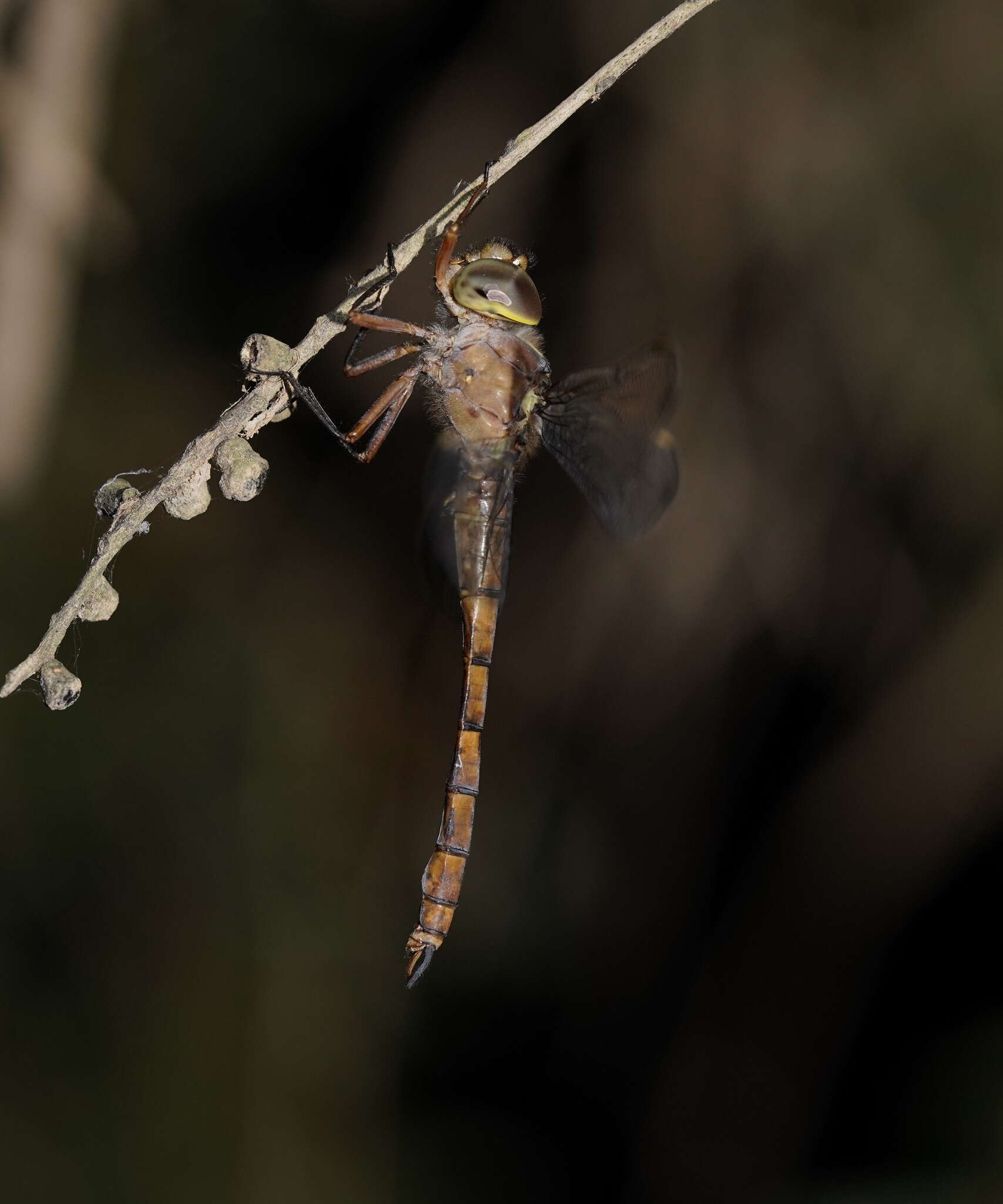 Imagem de Apocordulia macrops Watson 1980