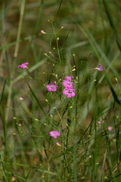 Image of threadleaf false foxglove