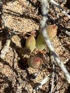 Imagem de Dudleya crassifolia Dodero & M. G. Simpson