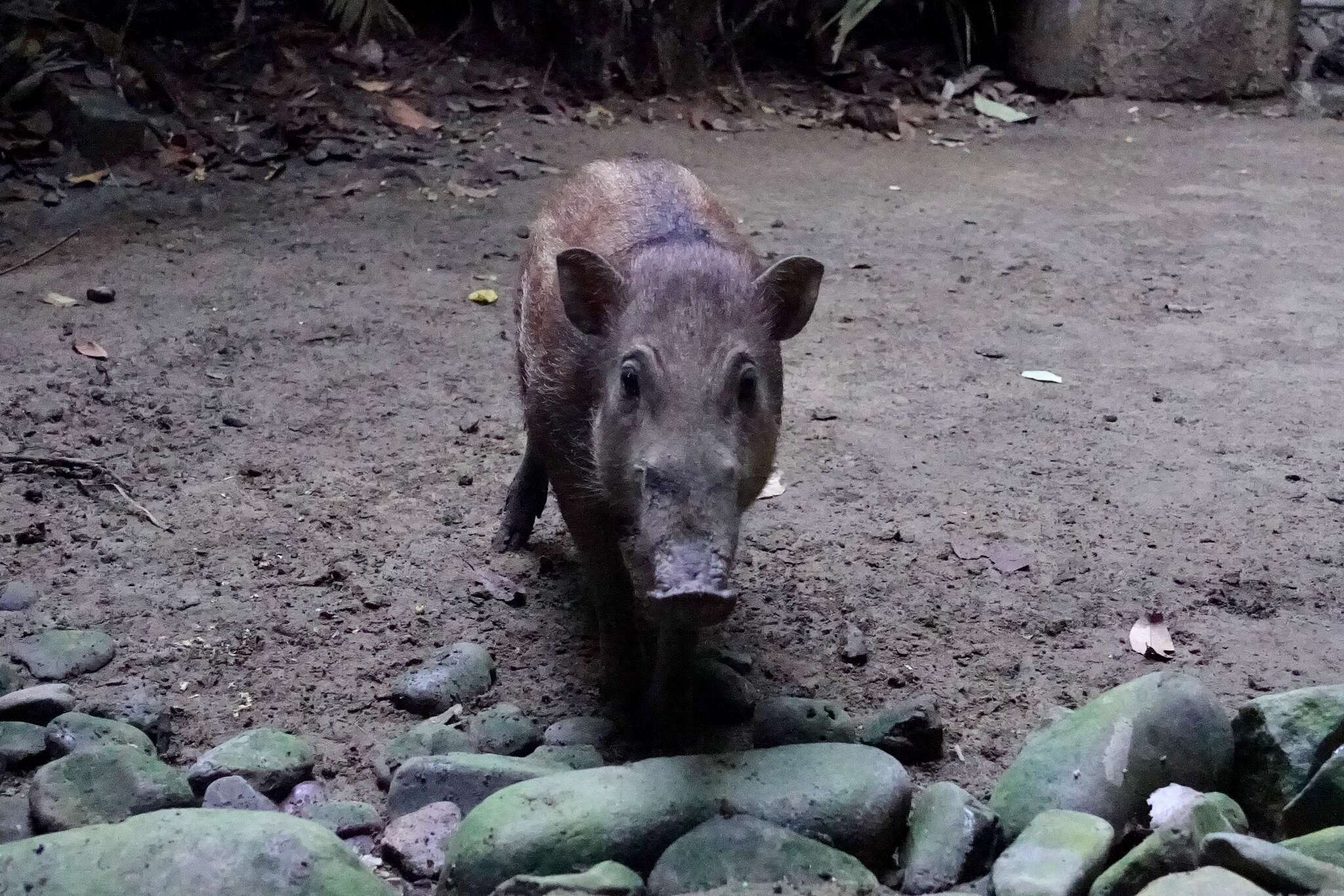 Image of Celebes Pig