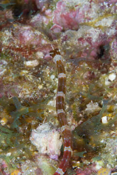 Image of Brown-banded Pipefish