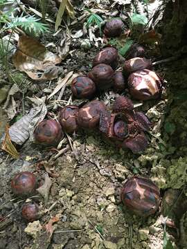 Image of Rafflesia lagascae Blanco