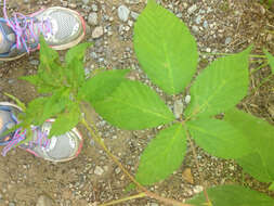 صورة Rubus canadensis L.