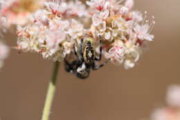 Image of Phidippus californicus Peckham & Peckham 1901