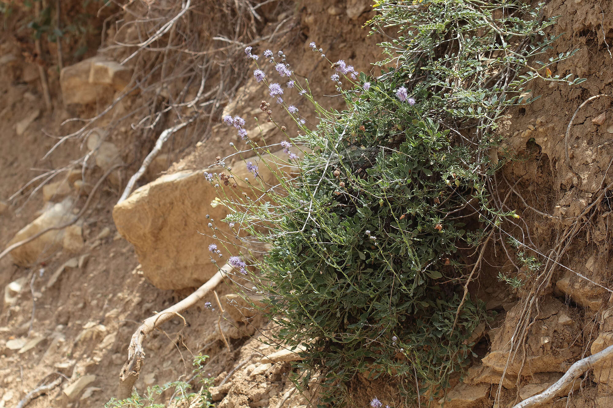 Image of Globularia orientalis L.