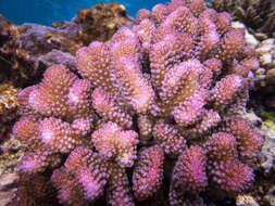 Imagem de Pocillopora meandrina Dana 1846