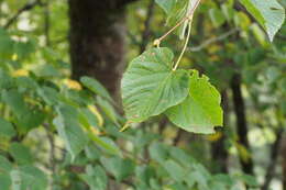 Image de Tilia japonica (Miq.) Simonk.