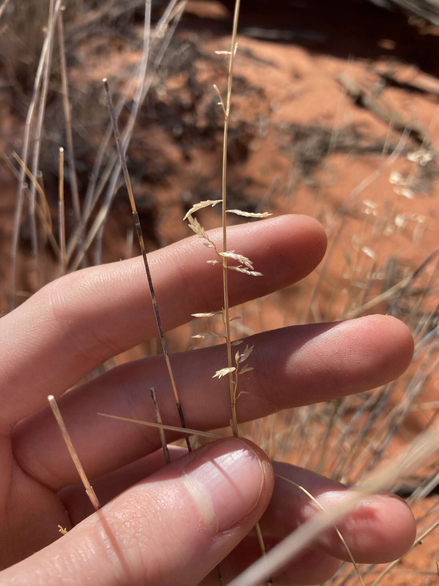 Image of Eragrostis eriopoda Benth.