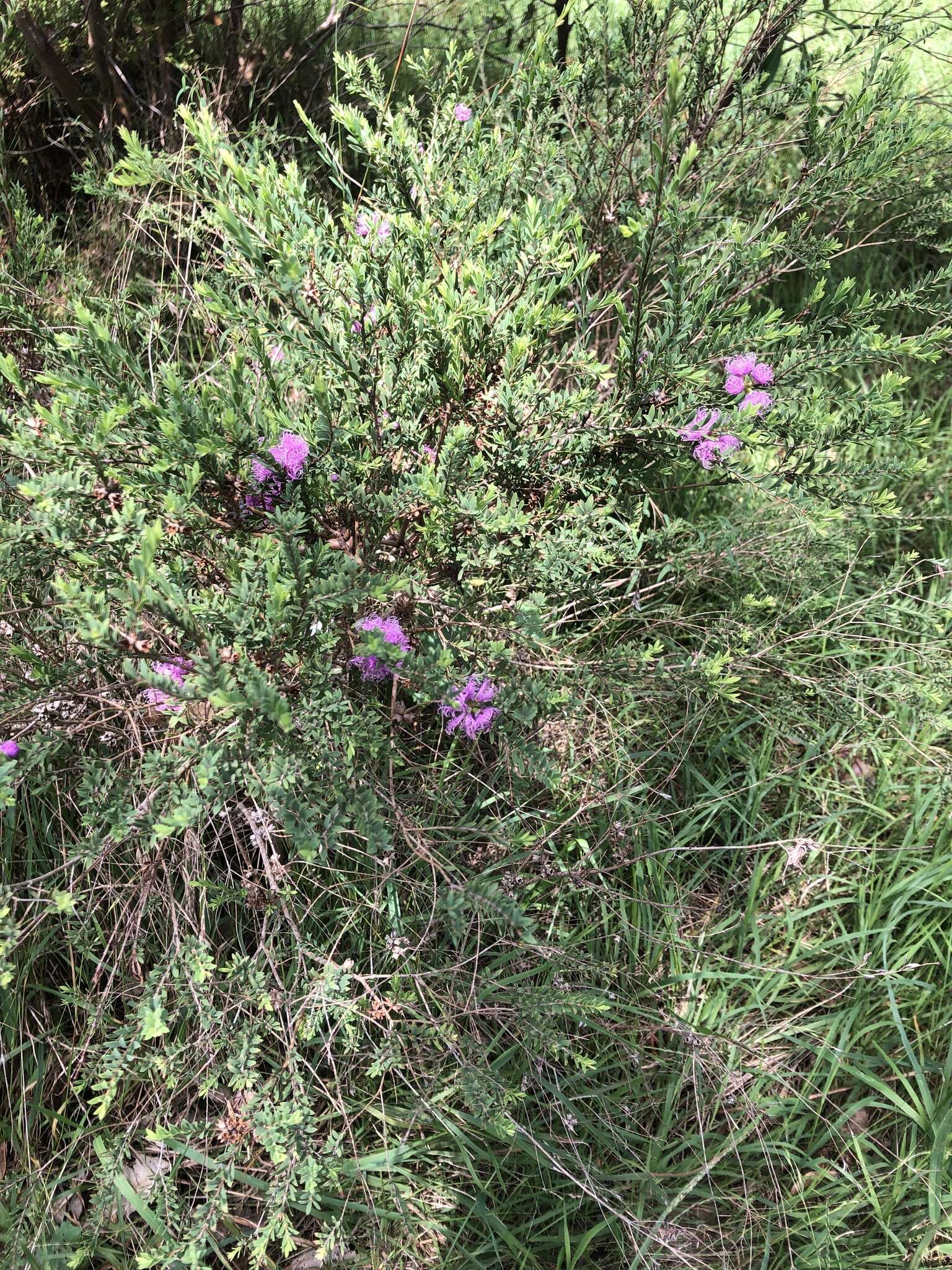 Image of thymeleaf melaleuca