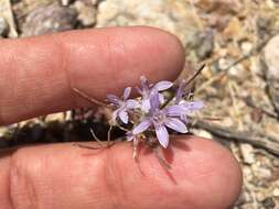 Imagem de Eriastrum eremicum (Jepson) Mason