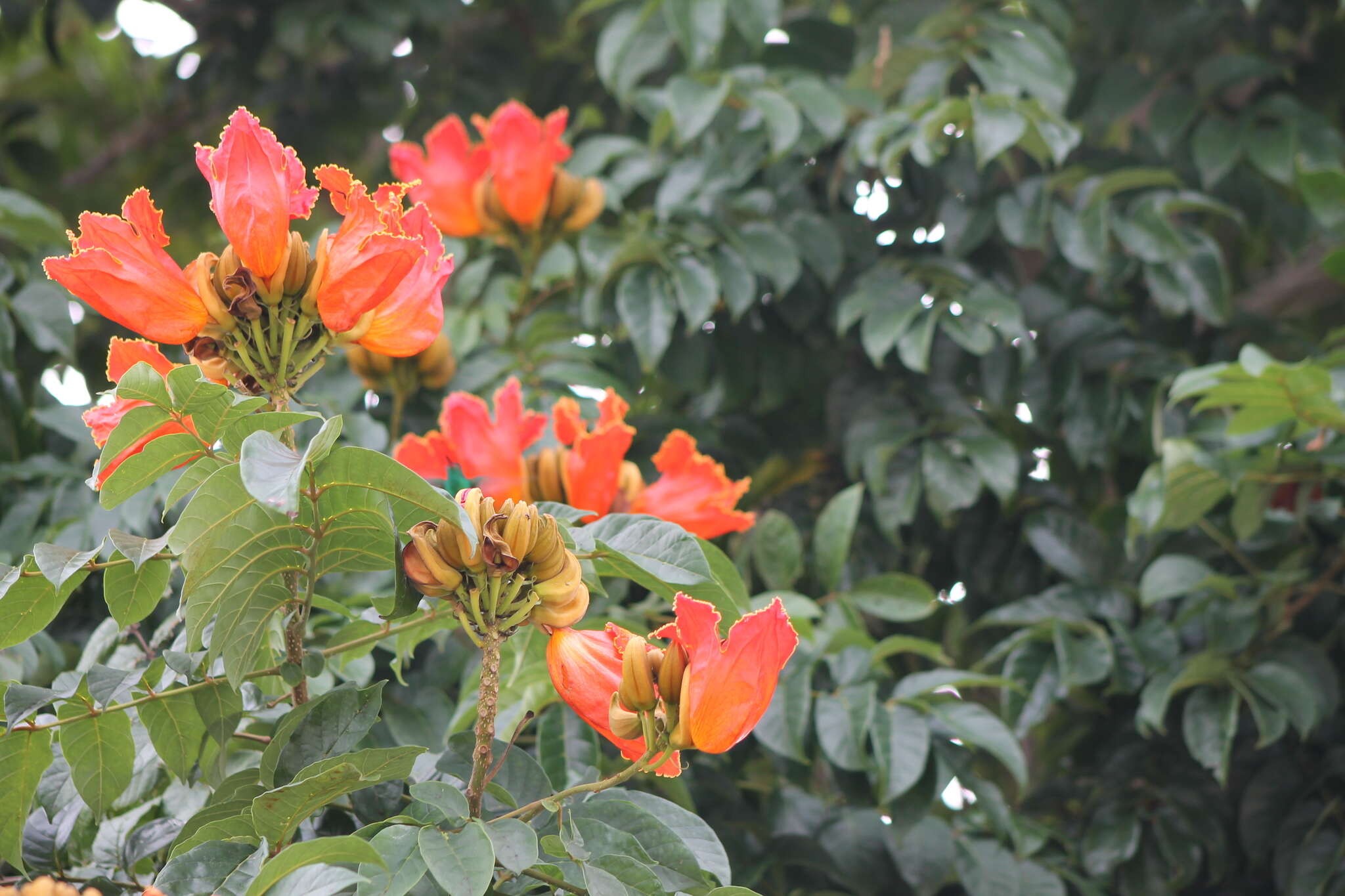 Image of African tulip tree