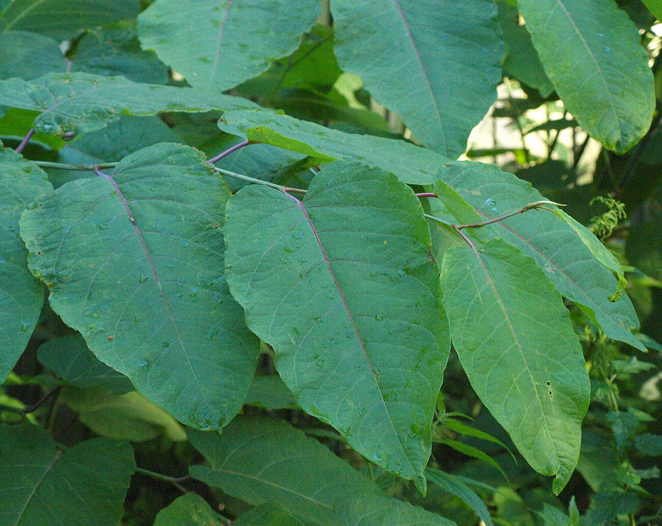 Plancia ëd Reynoutria sachalinensis (Friedrich Schmidt Petrop.) Nakai