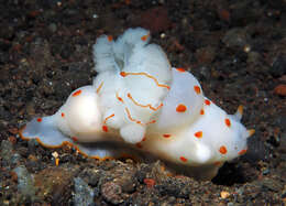 Image of Red spotted transluscent slug