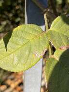 Sivun Stigmella centifoliella (Zeller 1848) Beirne 1945 kuva