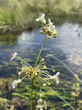 Image of Limnophyton angolense Buchenau