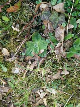 Image of Hoary Plantain