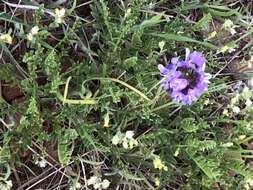 Слика од Astragalus agrestis Douglas ex Hook.