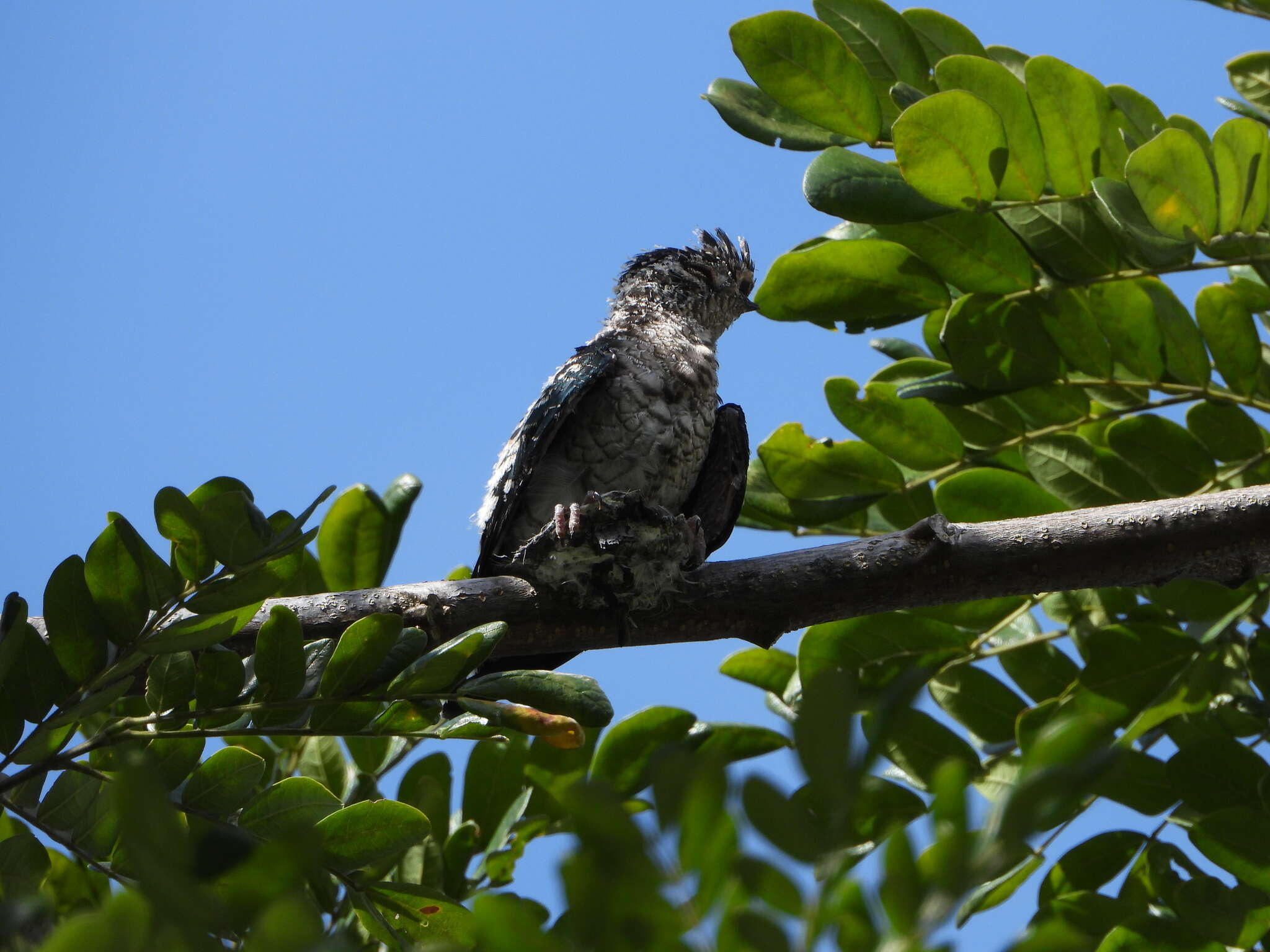 Image of Grey-rumped Treeswift