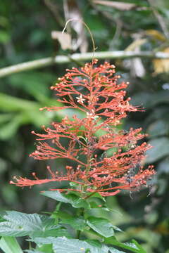 Слика од Clerodendrum paniculatum L.