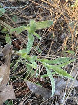 Image of zigzag silkgrass