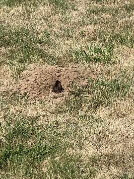 Image of Camas Pocket Gopher