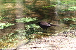 Image of Quiscalus quiscula stonei Chapman 1935