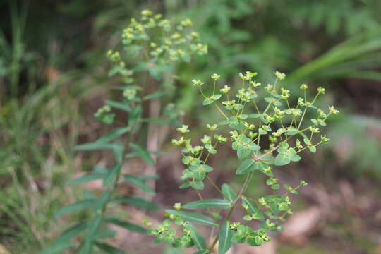 Image of Euphorbia pekinensis subsp. pekinensis